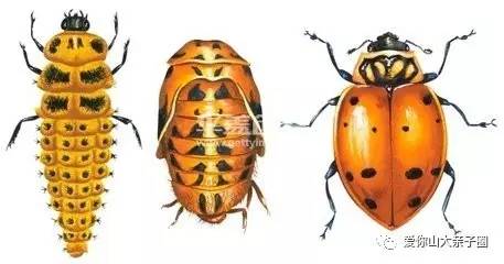 惊掉你下巴的“变态”虫生！盘点动物界那些长着长着就变形的主儿