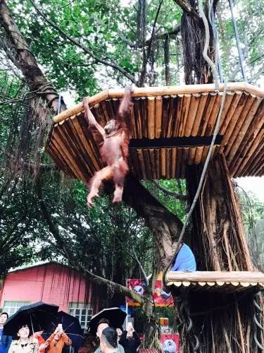 长隆番禺野生动物园攻略,番禺长隆野生动物园门票攻略