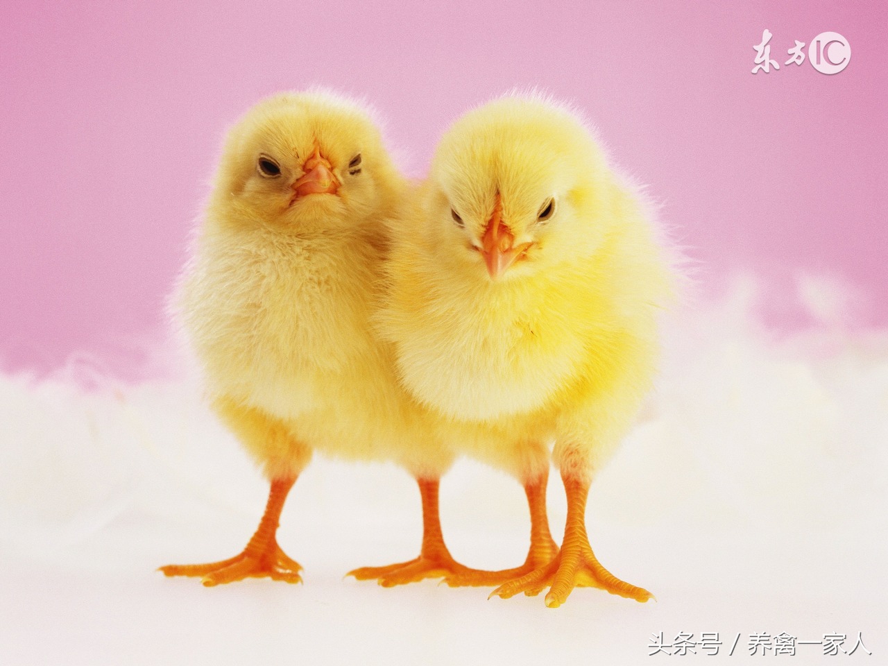 养鸡用什么药防鸡病,养鸡预防鸡瘟的秘方