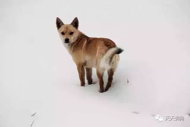 狗狗穿鞋有害吗,狗狗第一次穿鞋