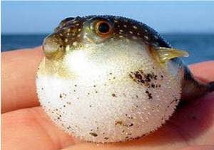 最好吃的100种鱼图片,十大最好吃的鱼视频