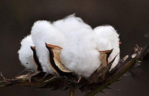 男装服装面料知识讲解,服装面料知识网站