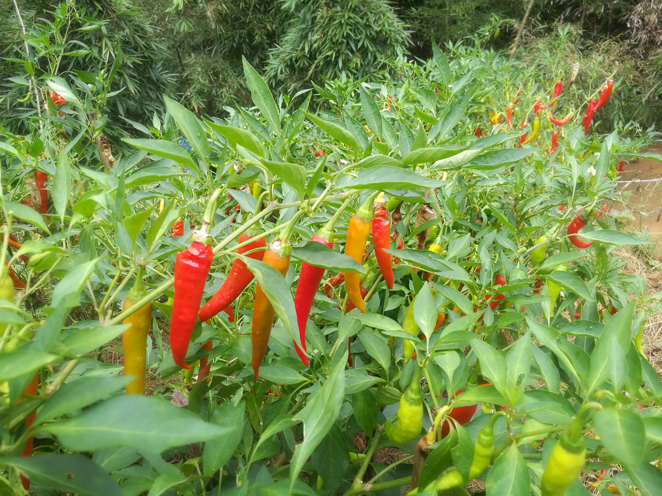 腌辣椒不用糖的做法,不放心外面买的腌辣椒