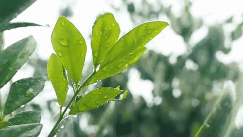 给所有秦皇岛人,这里有一份春天请你查收!