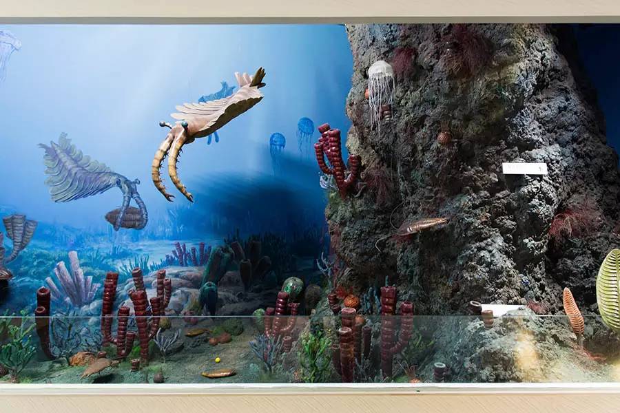 探寻人类的起源之谜,探寻人类祖先的奥秘