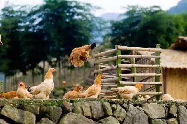 土鸡蛋营养差别不大,土鸡蛋鸭蛋分不清