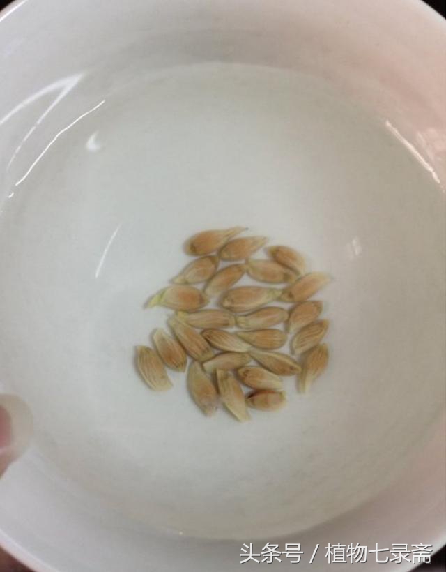 阳台种植柠檬竟然能结这么多,阳台种柠檬种子