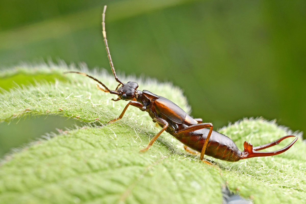 蠼螋到底有多可怕,食脑虫厉害还是食人蝇厉害