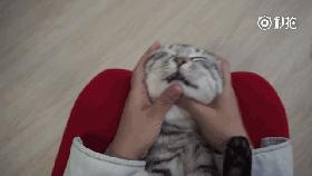 妹子终于如愿狠狠地撸猫咪，猫咪：谁让你停的