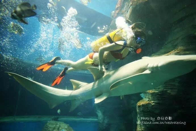 重庆适合小盆友去玩的海洋公园,重庆适合成年人玩的海洋公园推荐