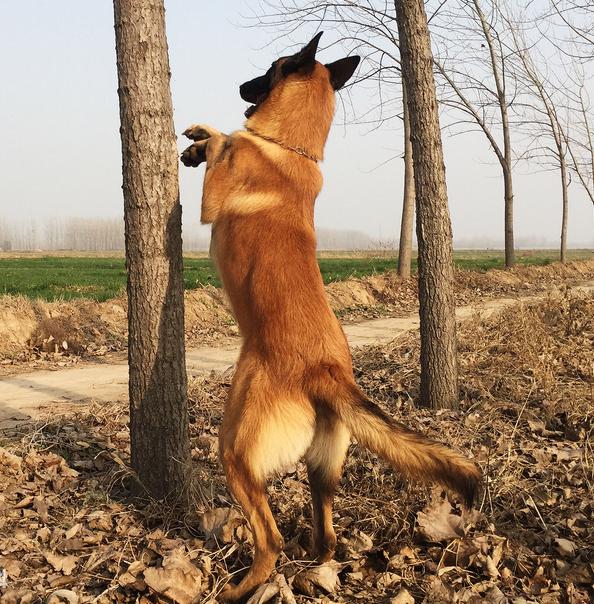 历史上有名的马犬,马犬狗出名