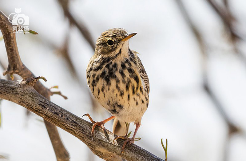 以色列,闯入“禁区”的观鸟人