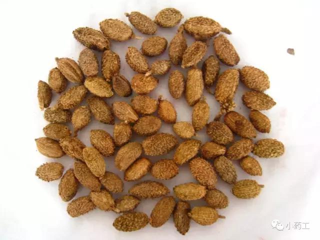 小药工祝你好孕之安胎药（一）