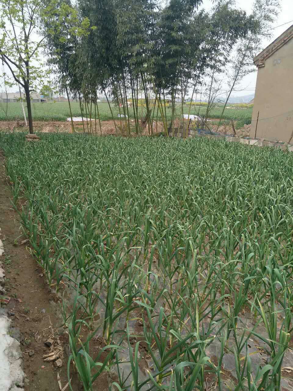 一起走进中国大蒜第一镇