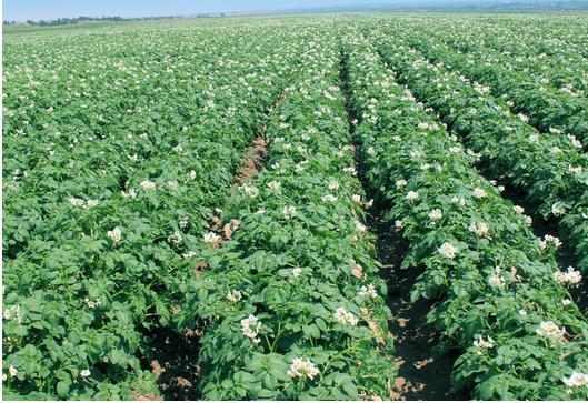 宁波本地土豆怎么种才高产,种土豆高产方法视频