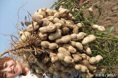 马上开始播种花生,快要种花生了