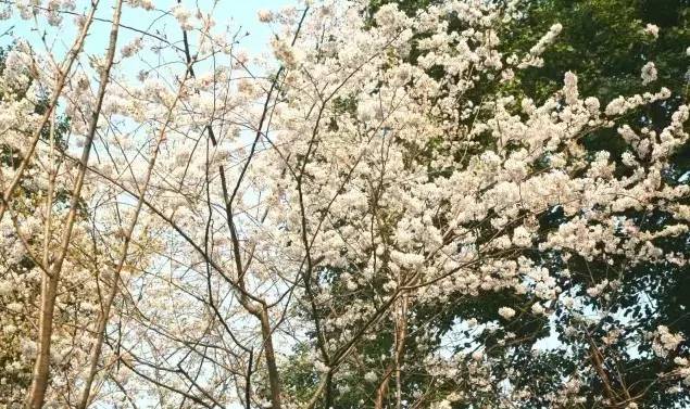 清明3天旅游攻略成都,清明成都旅游攻略学生党