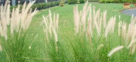 观赏草美景图片大全,观赏草叶