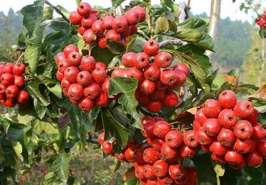 孕妇可以吃山楂冰糖葫芦吗,孕妇吃山楂