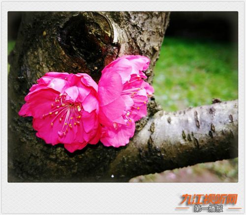 人间四月芳菲尽山寺桃花始盛开,人间四月芳山寺桃花始盛开