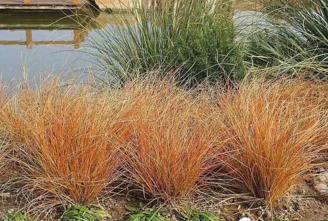 观赏草美景图片大全,观赏草叶