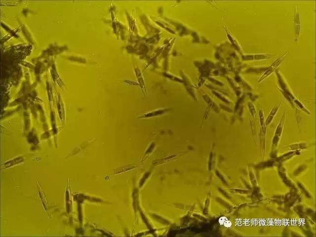 池塘微藻处理,微藻观察