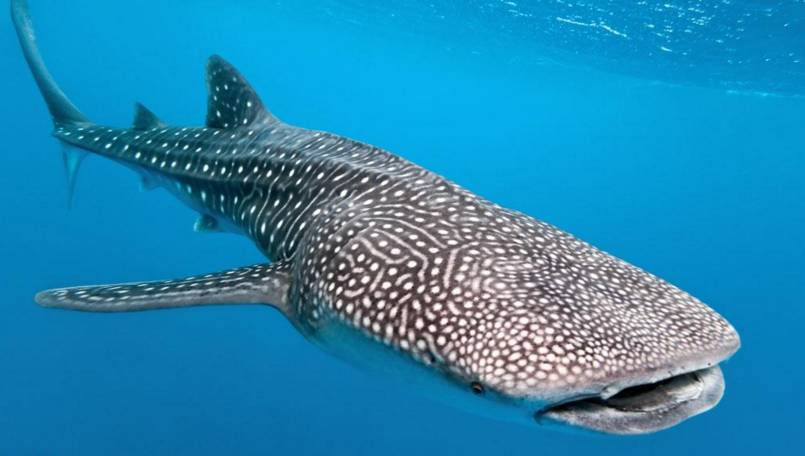 最新停产药名单,最新退出医保目录药物