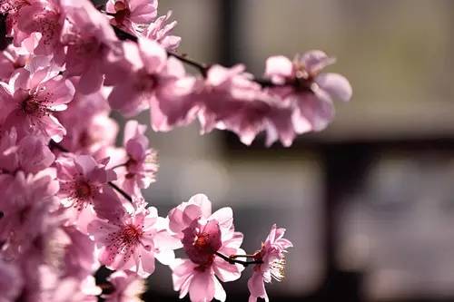 梅花香自苦寒来作文,梅花香自苦寒来演讲稿