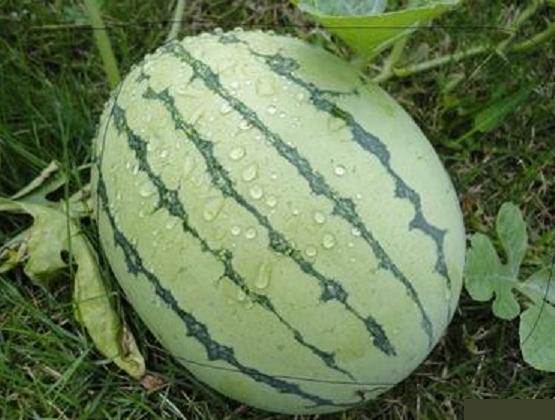 什么是ect肺通气显像,什么是ect