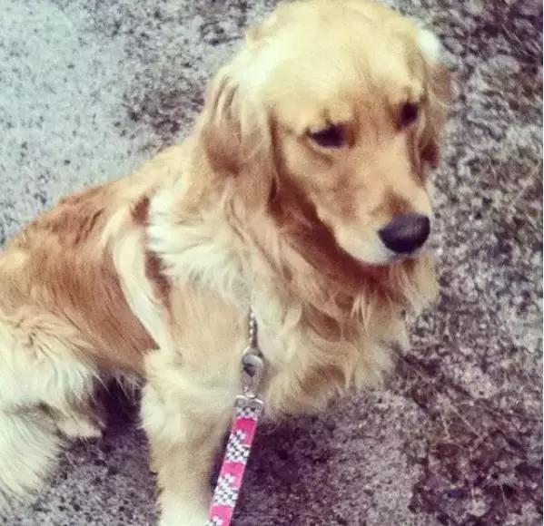 养一条狗真不容易,金毛如果一直长不大就好了