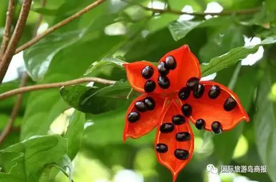 海南你没见过的水果,海南你没有见过的水果