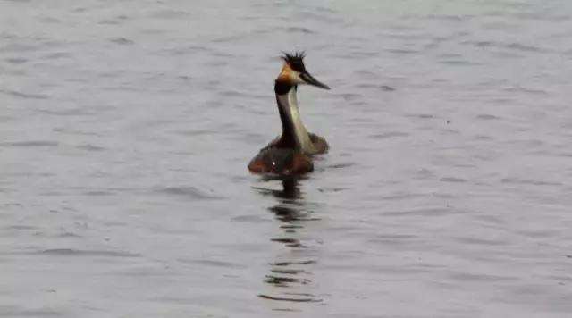 大江东核心区未来房价,房子买大江东核心区怎么样