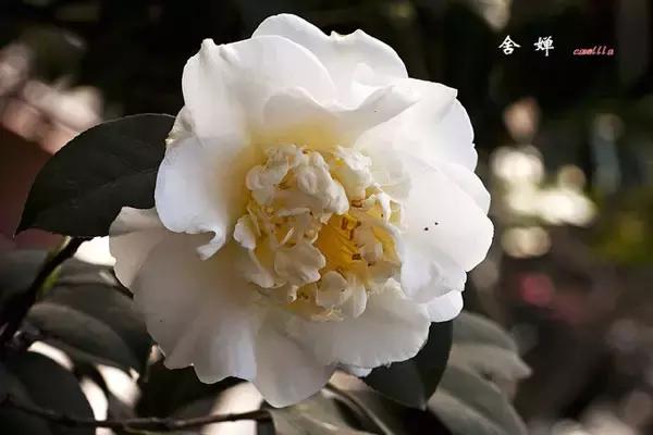 四大名花之山茶,中国百种山茶图片