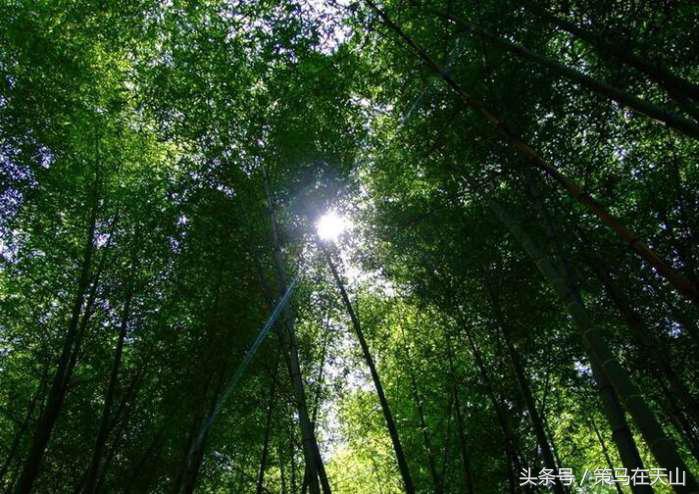 深圳周边竹海,广宁竹海中国四大竹子之乡