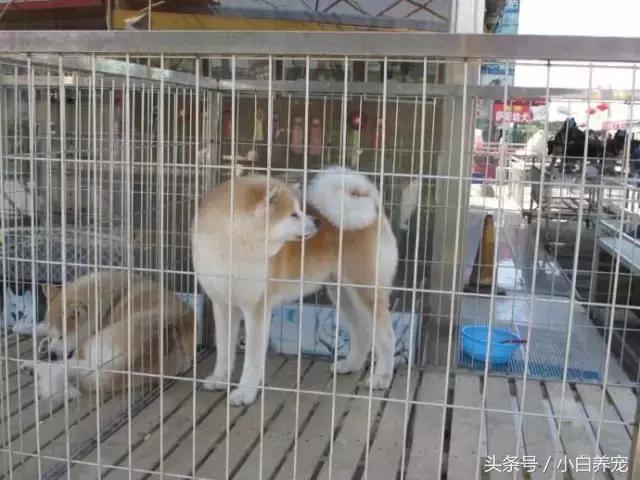 狗贩子VS繁育者,买狗狗究竟该找谁?