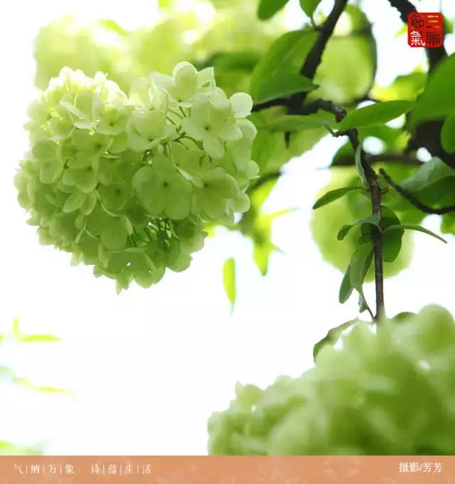 倾听谷雨朗读视频,倾听谷雨古诗朗诵