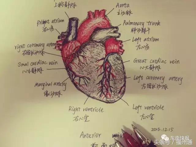 这美女厉害了!福州女大学生手绘人体解剖图太逼真!