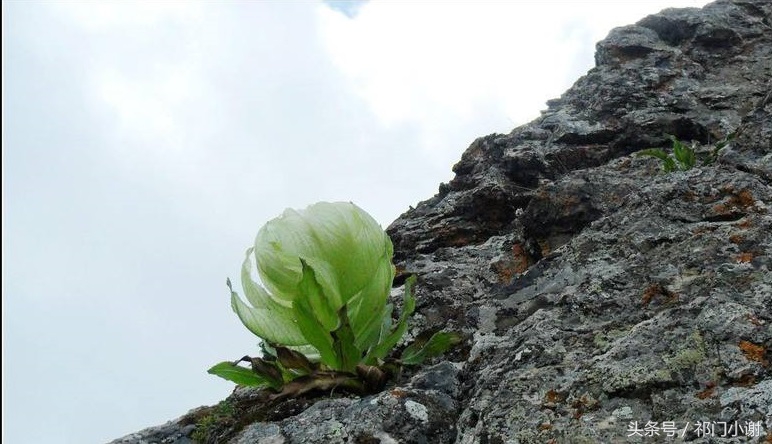 盘点古装剧解毒的套路，名医从来没啥用，相信真爱有奇迹！