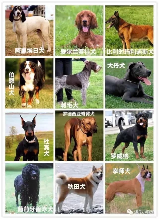 我们走——我们去看皮皮狗~