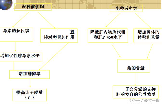 养猪怎样提高人工授精的成功率,养猪新模式猪舍建造