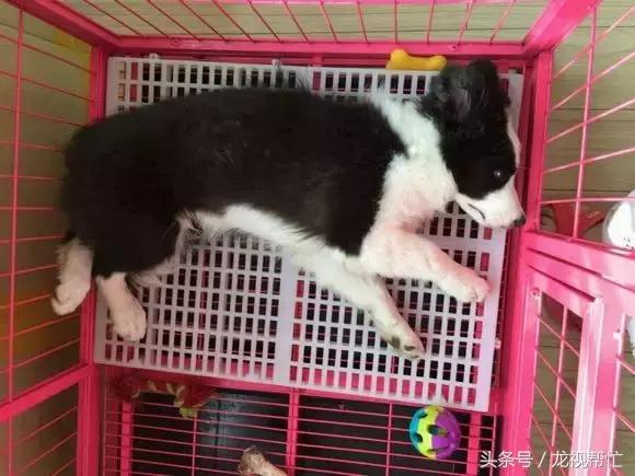 放羊是德牧好还是边境牧羊犬好,边境牧羊犬真的可以帮助放羊吗