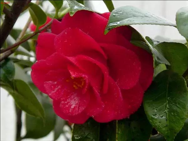 四大名花之山茶,中国百种山茶图片