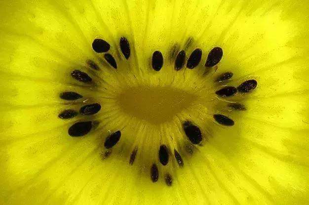 奇异果新西兰,奇异果新西兰进口