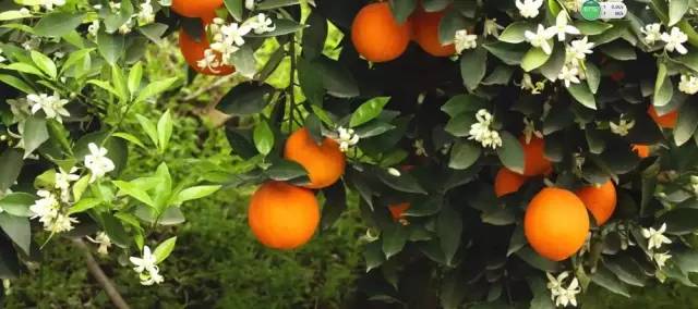 橙中贵族，美味之最：伦晚