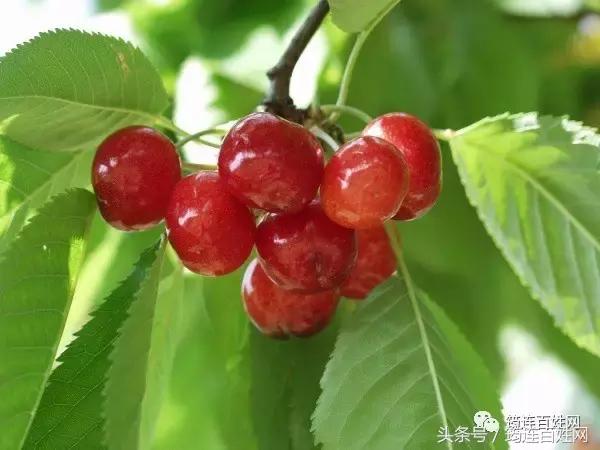 尖叫！一位女孩吃樱桃，看着蛆从里面爬了出来……
