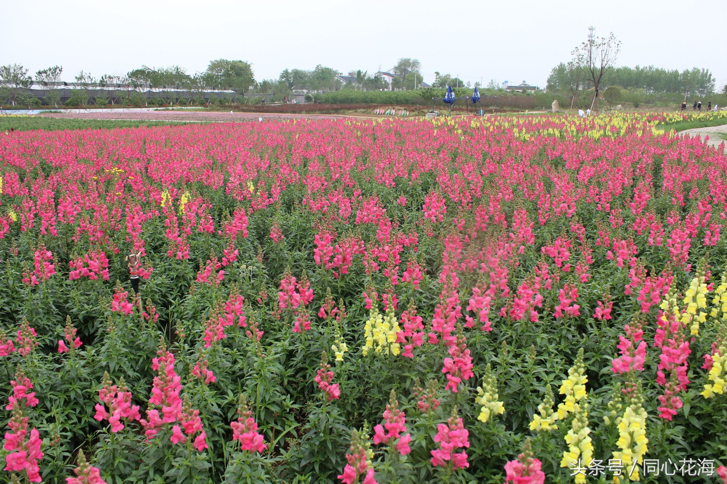 美丽的金鱼草花海,金鱼草花海