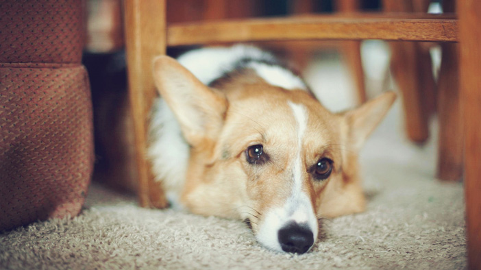 为什么狗狗室内饲养寿命高,饲养狗狗方法及注意事项