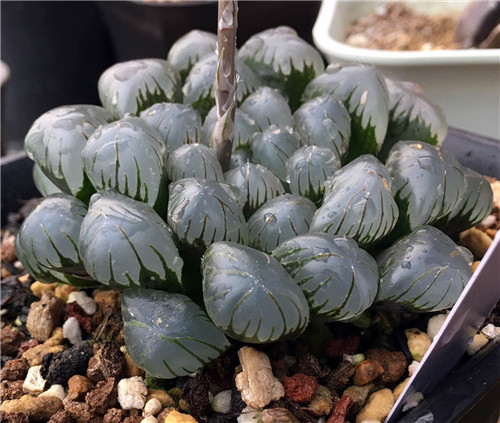 多肉植物价格有所攀升,多肉植物低价出售