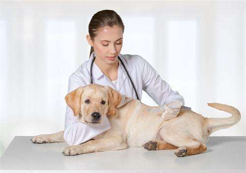 狗狗大便不成形拉稀怎么回事,狗狗不能站立怎样帮狗狗排大便