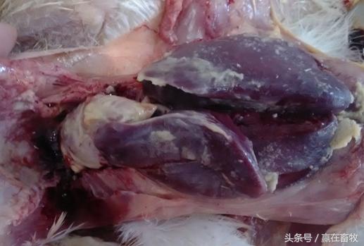 老兽医有绝招,老兽医杀菌特效药